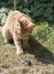Image showing Cat and mouse in garden