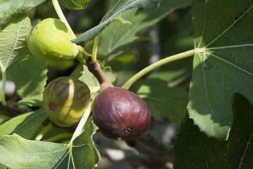 Image showing Fig on tree between the leaves