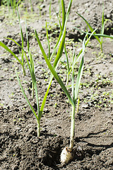 Image showing Fresh green garlic in plantation