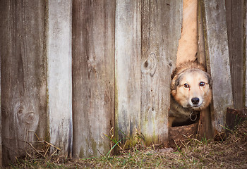 Image showing Angry Dog Look At Outside