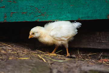 Image showing Baby Chicken