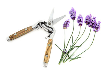 Image showing Lavender Herb Flowers