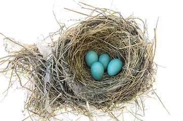 Image showing Robin's Bird Nest