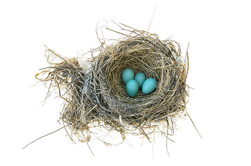 Image showing Robin's Bird Nest