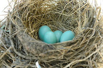 Image showing Robin's Bird Nest