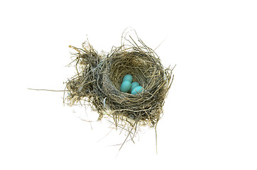 Image showing Robin's Bird Nest