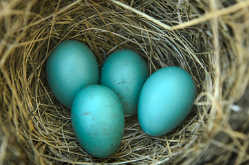 Image showing Robin's Bird Nest