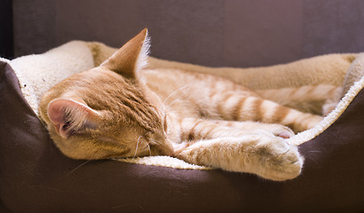 Image showing Sleeping cat