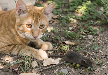 Image showing Cat and mouse in garden