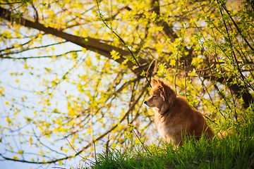 Image showing Beautiful Red Dog In A Field