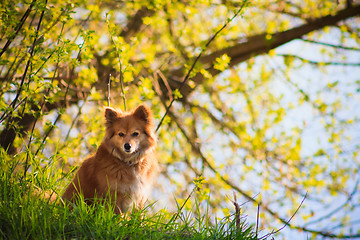 Image showing Beautiful Red Dog In A Field