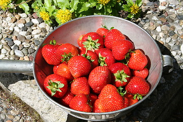 Image showing Strawberries in oldfashioned strainer