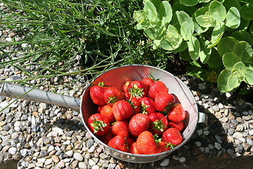 Image showing Strawberries in oldfashioned strainer