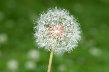 Image showing Blown dandelion