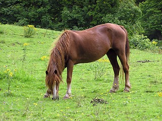 Image showing Grazing Pony