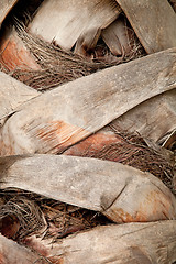 Image showing palm tree trunk