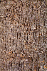 Image showing old tree texture 