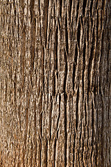 Image showing old tree texture