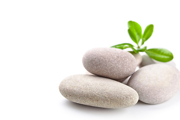 Image showing stones and green leaves