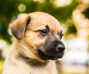 Image showing Brown dog puppy