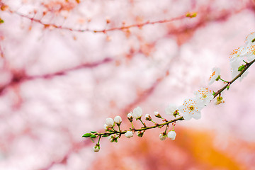 Image showing Branch With White Cherry Blossoms