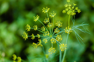 Image showing Branch Of Fresh Green Dill 