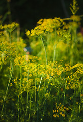 Image showing Branch Of Fresh Green Dill 