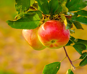 Image showing Bunch of red apples on a branch ready to be harvested 