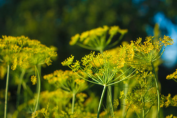 Image showing Branch Of Fresh Green Dill 