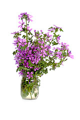 Image showing wild violet flowers in glass jar