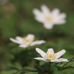 Image showing Anemone nemorosa