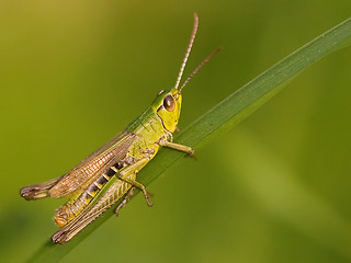 Image showing Grasshopper