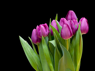 Image showing tulip 2