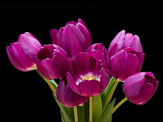 Image showing tulip