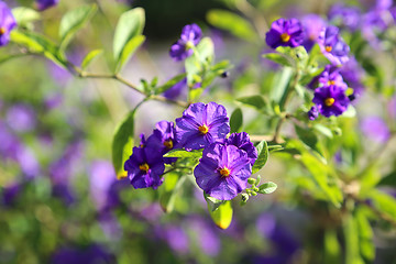 Image showing Branch with beautiful purple flowers