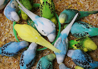 Image showing Budgie feeding time