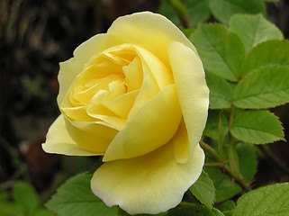 Image showing Yellow Rose