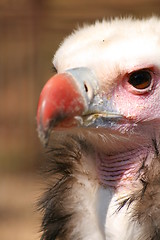 Image showing Vulture