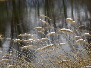 Image showing Snow on the needle grass