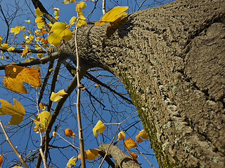 Image showing Autumn tree