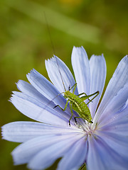 Image showing Green grasshopper 