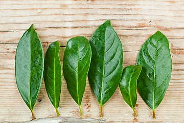 Image showing green leaves on rustic wooden background 