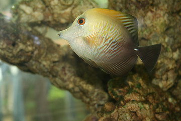 Image showing Brown Tang