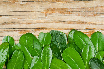 Image showing green leaves on rustic wooden background 