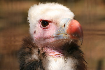 Image showing Vulture (1858)