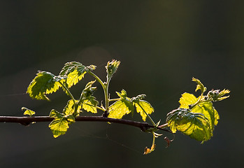 Image showing Backlight