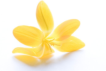 Image showing Yellow crocus