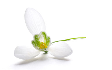 Image showing snowdrop