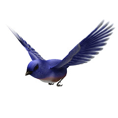 Image showing Eastern Bluebird