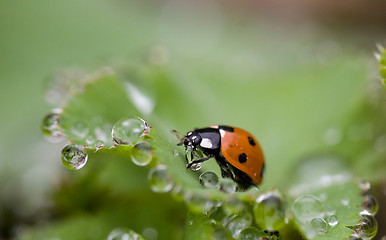 Image showing Ladybird & dewdrops